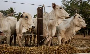 Indea prorroga campanha para atualizao de estoque de rebanho em Mato Grosso (Crédito: Secom-MT)