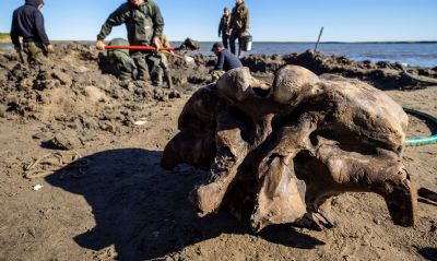 Esqueleto de mamute bem preservado  encontrado no rtico russo