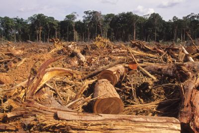 Crmen Lcia d 5 dias para Bolsonaro e Salles prestarem informaes sobre desmatamento