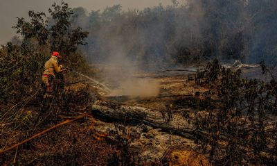 Fogo j destruiu 3,461 milhes de hectares do Pantanal
