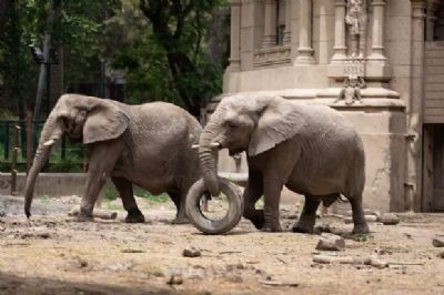 Santurio de Chapada receber trs elefantas africanas nos prximos seis meses