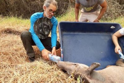 ONG resgata animais no Pantanal e cita devastao de incndios