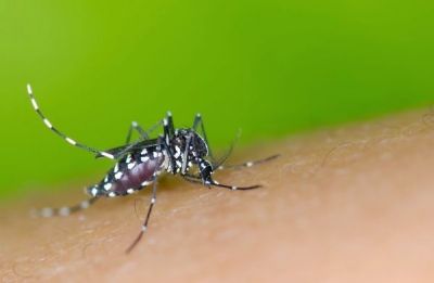 Mato Grosso tem 26 mil casos de dengue e 12 mortes em quatro meses