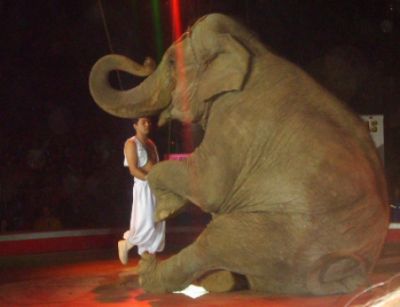 Elefanta Rampa chega na prxima semana em Chapada aps anos de cativeiro em circo