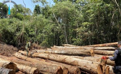 ​Sema-MT apreende madeira ilegal e aplica multa de R$ 1,2 milho durante fiscalizao no interior de MT