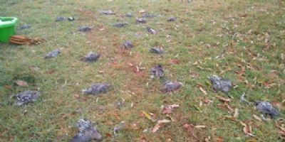 Cerca de 750 pombos so encontrados mortos no ptio da Apae