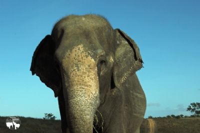 Rana ser a 3 resgatada a chegar ao santurio de elefantes em Mato Grosso