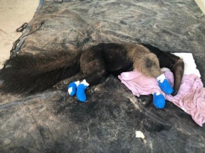 Extenuado e com as quatro patas queimadas, tamandu  resgatado de incndio no Pantanal