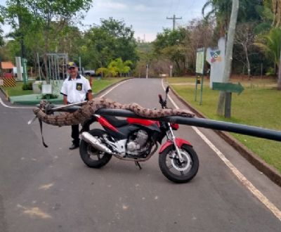 Cobra com mais de dois metros  encontrada no Parque Me Bonifcia em Cuiab