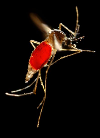 Estudos mostram que ter zika pode proteger contra a dengue e vice-versa