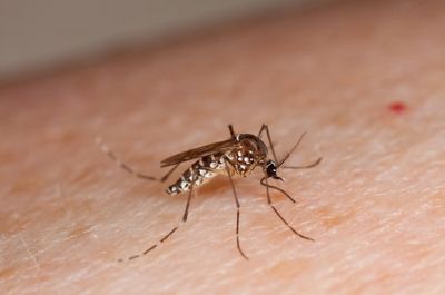 Pas ter inverno quente e epidemia da dengue ser prolongada