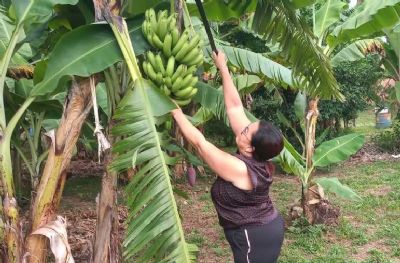​Agricultora familiar colhe frutos de mudas que recebeu do Governo