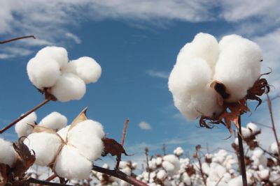 ​Produtores sinalizam substituir plantio de milho por algodo em Mato Grosso na segunda safra