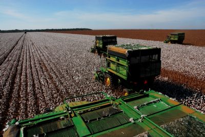 ​Produtores de algodo de Mato Grosso do incio ao plantio da safra e clima vai determinar ritmo