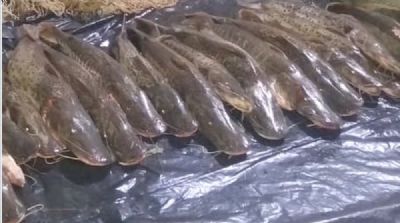 Mais de 400 quilos de pescado so apreendidos em MT