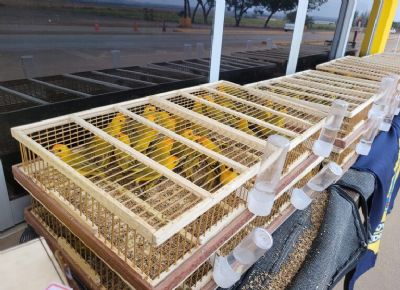 ​Homem  preso com 320 aves silvestres durante fiscalizao em Sorriso