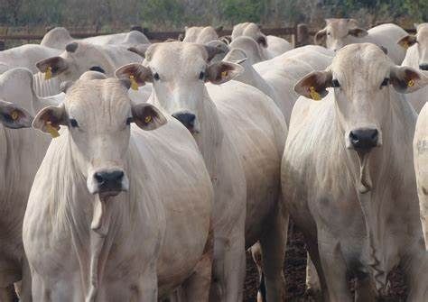 Abates de bovinos crescem 5,85% em Mato Grosso