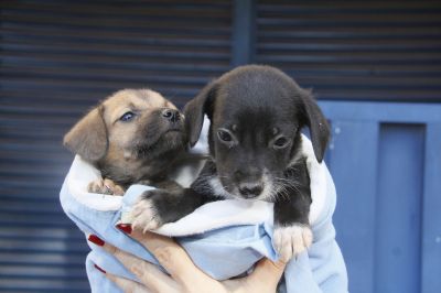 Diretoria de Bem-estar animal promove adoo responsvel de caninos