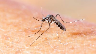 Casos de Chikungunya caem 90% em MT, segundo SES