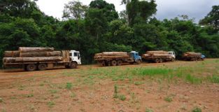 Fazendeiro infrator ganha autorizao da Sema para extrair madeira em MT