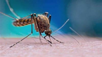 ​Levantamento da SES aponta mais de 6,7 mil casos de dengue em MT