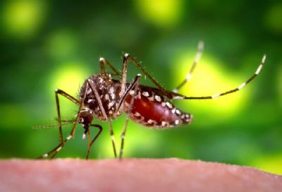MT registra mais de 15,2 mil casos de dengue neste ano