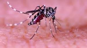 Vigilncia Epidemiolgica emite alerta sobre  um tipo de dengue que evolui rpido e pode levar a bito