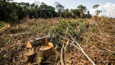 Levantamento aponta que destruio da Floresta Amaznica em MT equivale a 40 mil campos de futebol