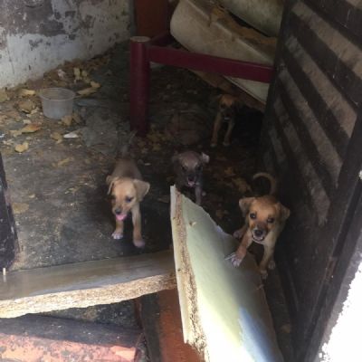 ONG resgata 15 animais abandonados em casa em Cuiab sem comida e sem gua