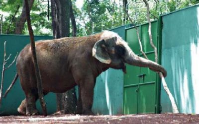 TJ autoriza que elefanta que vivia acorrentada em SP seja transferida a Santurio de Chapada