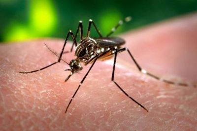 Secretaria de Sade alerta para o alto ndice de infestao do Aedes aegypti mesmo em perodo de seca