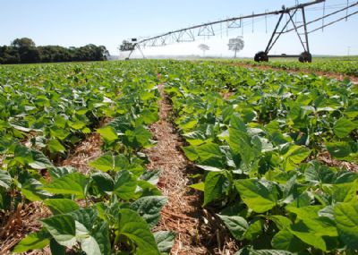 ​Produtores aumentam pedidos para usar gua irrigada na manuteno de lavouras em Mato Grosso