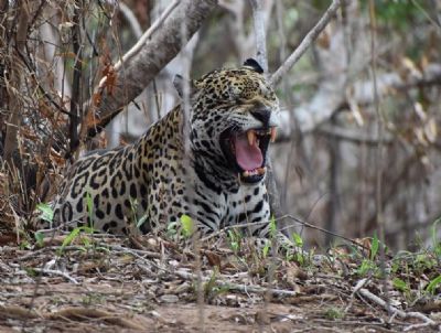 Presena de onas-pintadas tem boom de 173% aps queimadas no Pantanal em MT