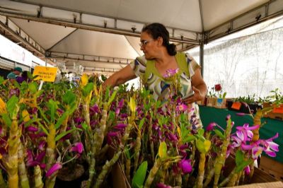Festival de Rosas do Deserto e Orqudeas apresenta mais de 15 mil exemplares de plantas no Shopping Orla