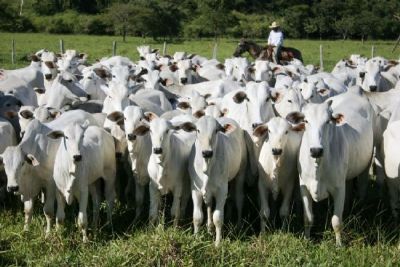 Exportaes de carne bovina de Mato Grosso crescem 15% em outubro