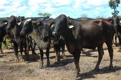 ​Produtores atestam alto rendimento de vacas de programa do Governo de MT