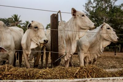 ​Pecuaristas antecipam abate de bovinos e Mato Grosso bate recorde de 615 mil cabeas em janeiro