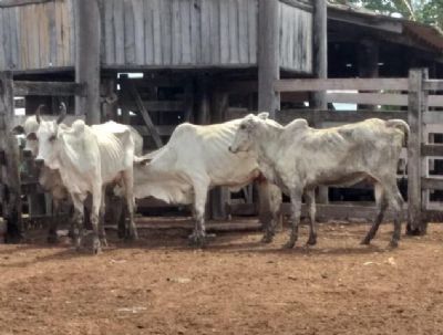 Filho  preso por furtar gado da fazenda do pai em Mato Grosso