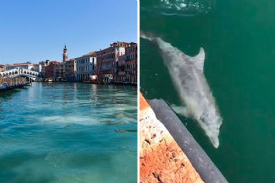 Sem turistas por conta da pandemia, golfinhos são flagrados nadando em Veneza