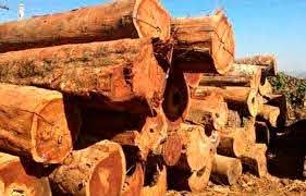 Alerta interno fez Bolsonaro recuar de apresentar 'lista de pases' que comprariam madeira ilegal