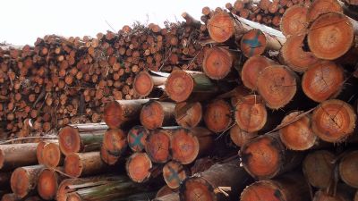 Produo de florestas plantadas ser debatida no Florestar 2017