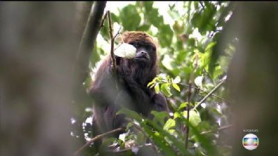 Zoolgico de SP, Zoo Safri e Jardim Botnico sero fechados aps morte de macaco por febre amarela