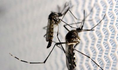 Aumenta preocupao com doenas ligadas ao Aedes aegypti no vero
