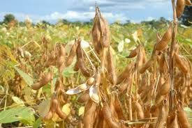 Plantio de soja no Brasil atinge 80% da rea