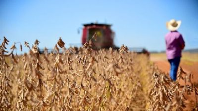 ​Produo de soja ter queda de mais de 10% devido  seca