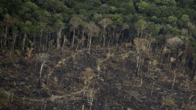 Mato Grosso  o segundo estado que mais desmata floresta amaznica; aumento de 31%