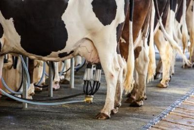 Produtores de leite reivindicam regulamentao definitiva das importaes do Uruguai