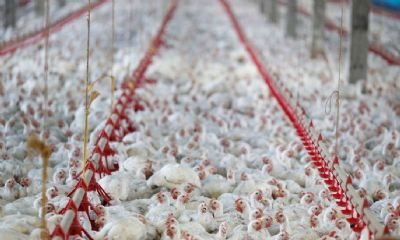 China afirma que asas de frango congeladas do Brasil apresentam teste positivo para coronavrus