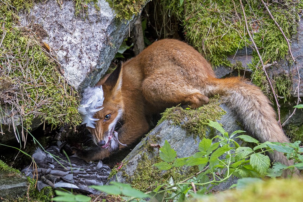 Liina Heikkinen/Wildlife Photographer of the Year/BBC