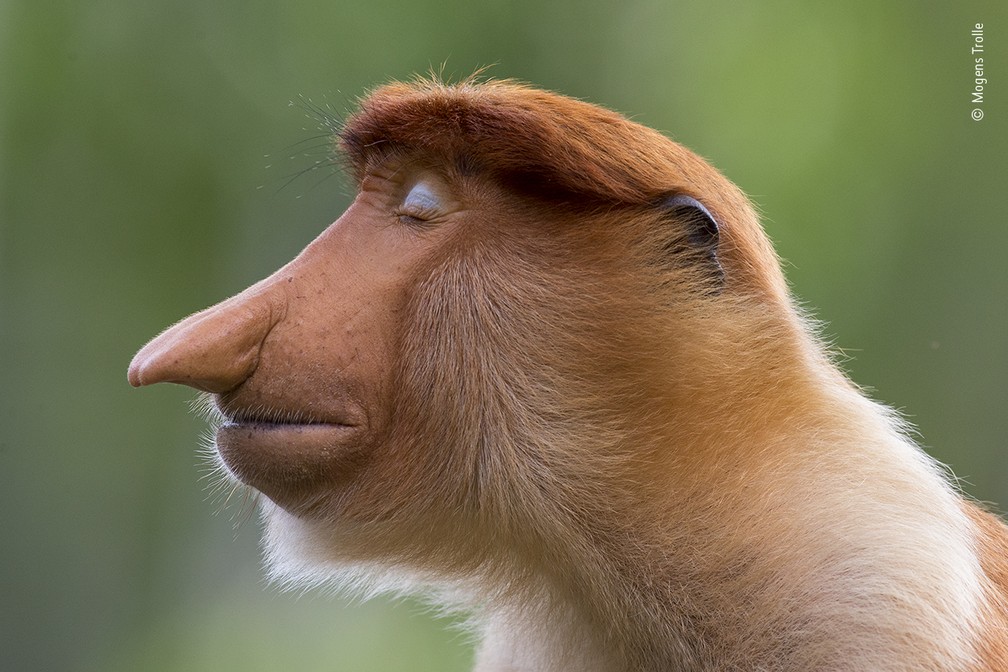 Mogens Trolle/Wildlife Photographer of the Year/BBC